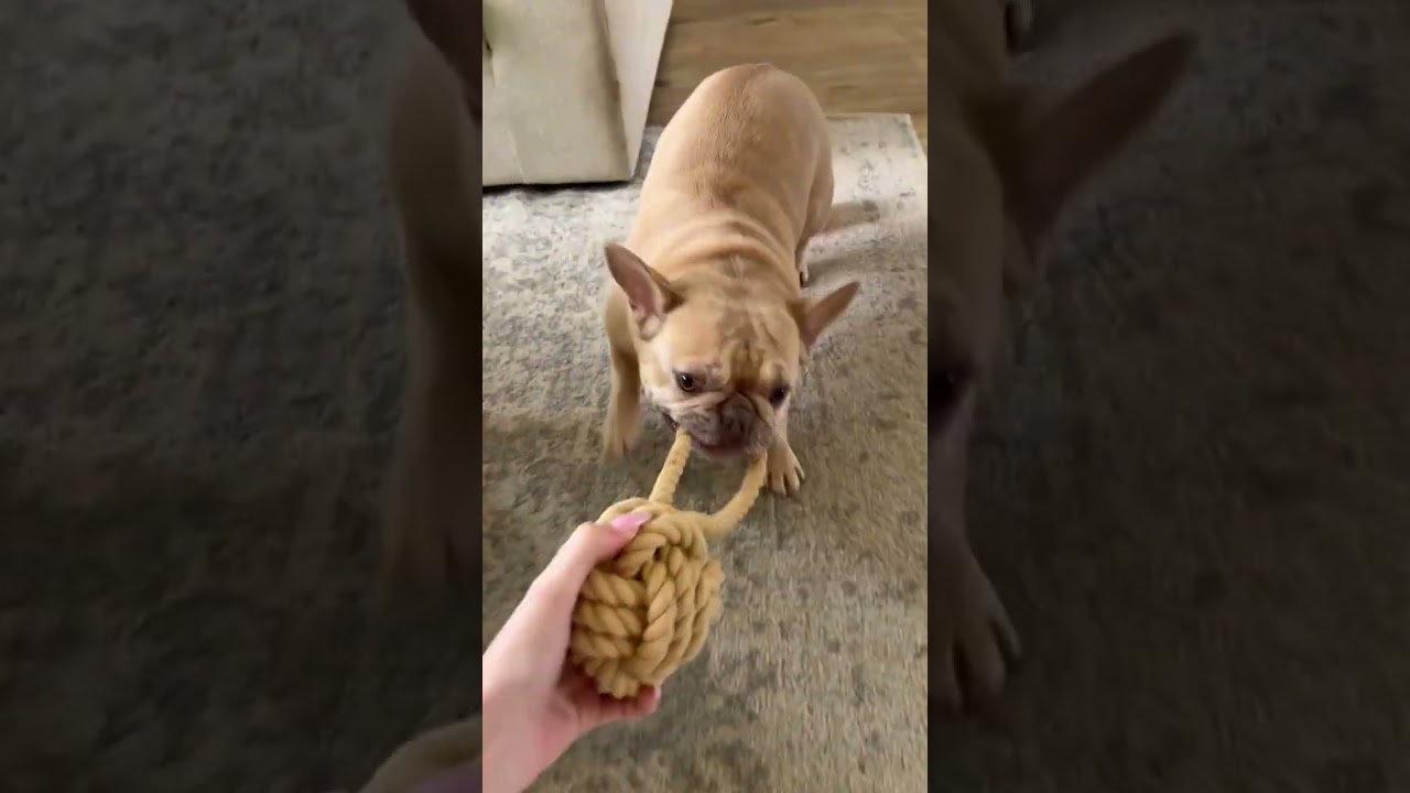 Bulldog & Frenchie Try Tough Toys from Dog Subscription Box!