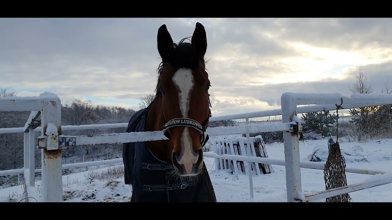 Konie na rekonwalescencji w kwaterkach #konie