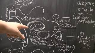 Episode 7: How Do PAMPs Activate An Innate Immune Response?