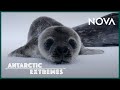 How Antarctica’s Cutest Baby Seals Grow Up I Antarctic Extremes