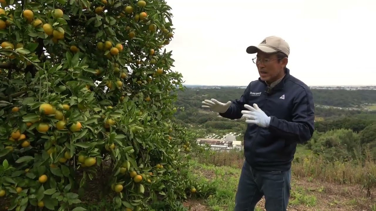 How do you fertilize your mandarin oranges in the fall? - YouTube