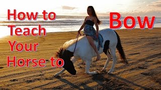 How to Teach Your Horse to Bow [NO ROPES]