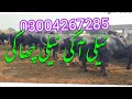 Watch nili ravi buffalo for sale in punjab pakistan on youtube21122023