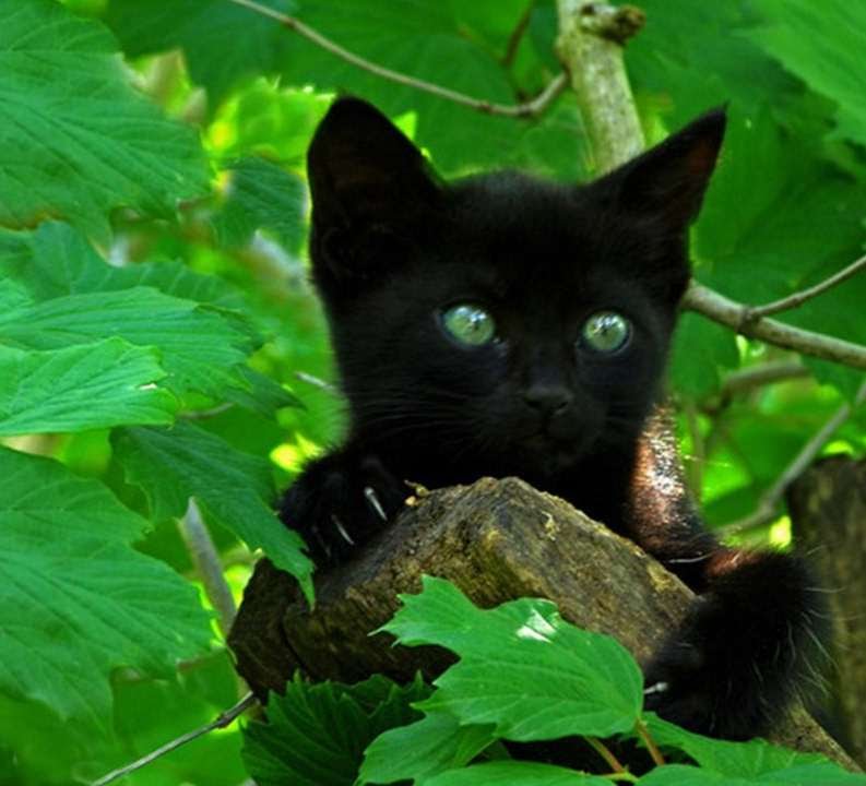 Черная Кошка Фото С Зелеными – Telegraph?