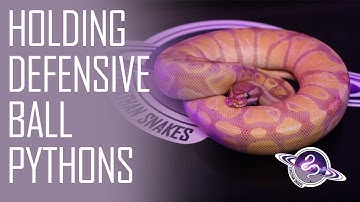 Holding a Defensive BALL PYTHON | What to do when a Pet Snake is Trying to Bite You