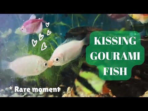 Kissing Gourami // Kissing fish - YouTube