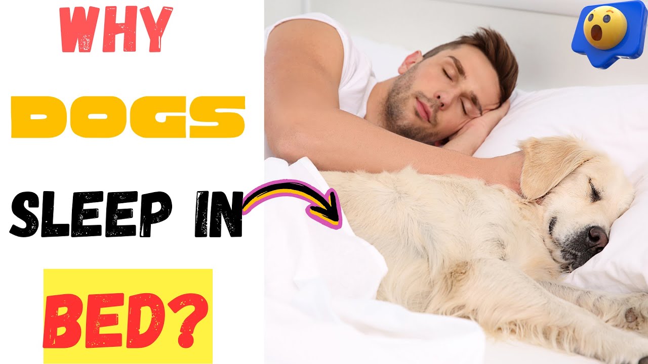 Why Dogs Sleep In Bed With You? 7 Surprising Truth Unveiled - YouTube