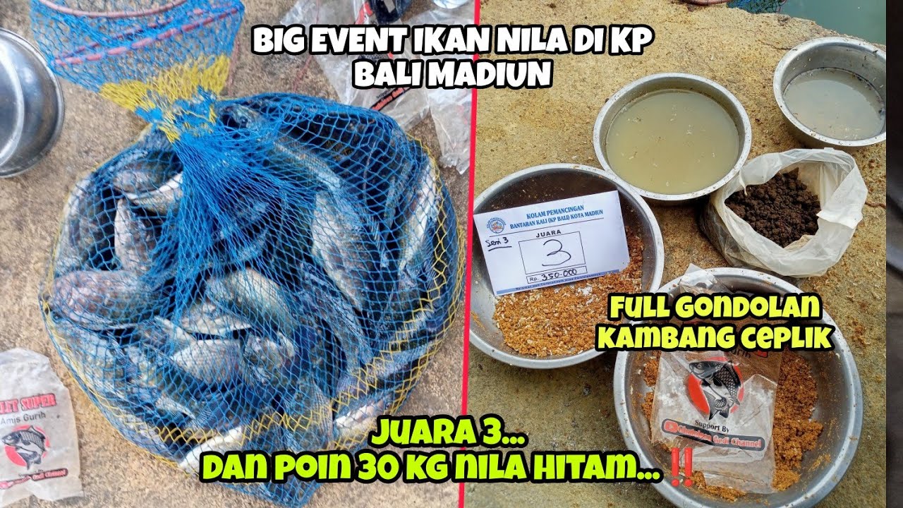 FULL GONDOLAN KAMBANG CEPLIK..‼️LOMBA NILA TABURAN 6 KW DI KP BALI MADIUN‼️