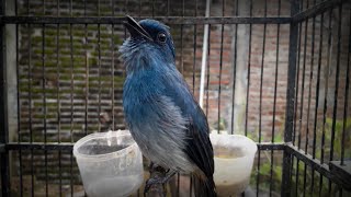Selendang Biru Gacor Bongkar Isian istimewa.