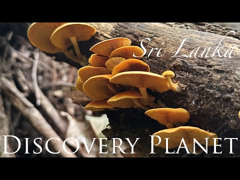 なめこ Nameko mushroom smell in Yagirala Rain Forest, Sri Lanka
