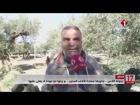 الكاف زيتونة اللاس جذورها ممتدة لآلاف السنين و زيتها ذو جودة لا يعلى عليها