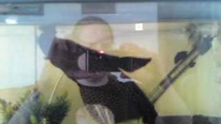 Mr Catfish eating fish food upside down Wtf Upside Down Swimming Catfish
