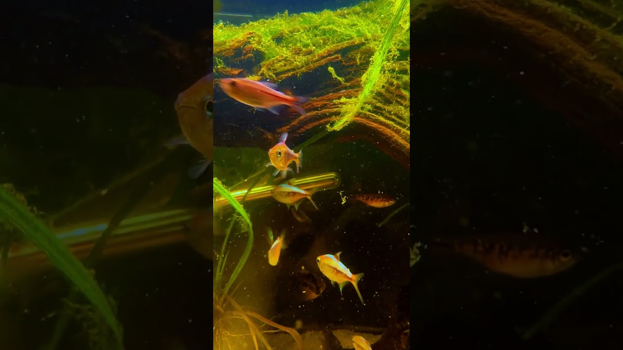 This Fish Looks Like Liquid Gold - Yellow Kogal Tetra