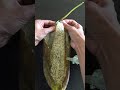 The Original Luffa Peeling Video