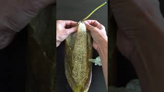 The Original Luffa Peeling Video