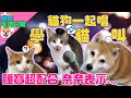 我們一起學貓叫!?｜奈家日常｜【柴犬Nana(奈奈)和阿楞】