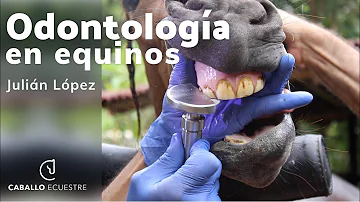 ¿Con qué frecuencia se deben cepillar los dientes de un caballo?