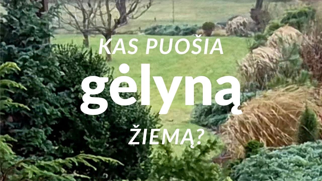 Gėlynas žiemą: spygliuočiai ir augalai, kurie nelieka nepastebėti