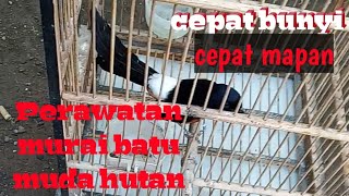 Perawatan murai batu muda hutan cepat jinak dan gacor