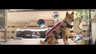 The Posting Tail by Pedigree ®(, 2016-04-05T13:57:22.000Z)