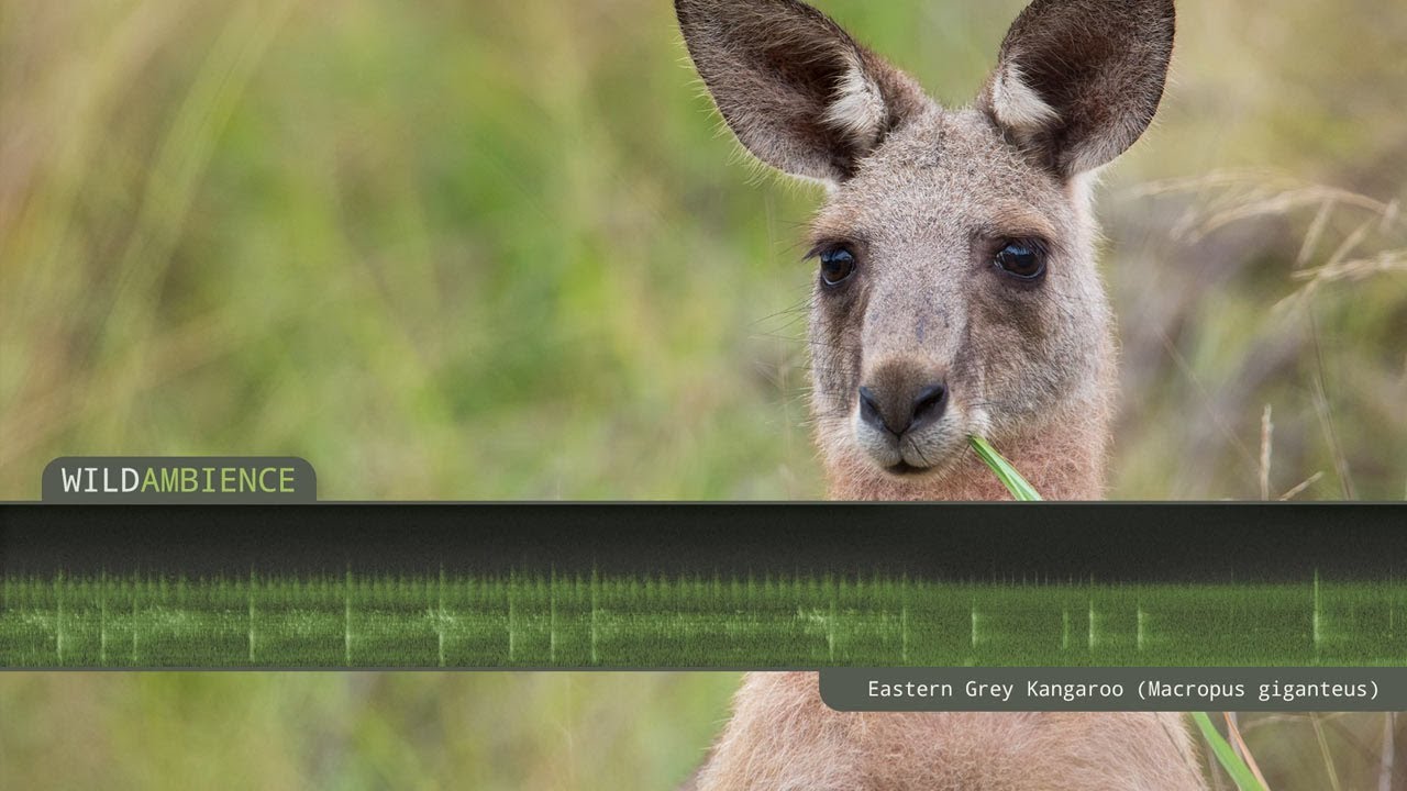 Kangaroo Sound & Call. The sounds of wild kangaroos in the Aussie bush. -  YouTube