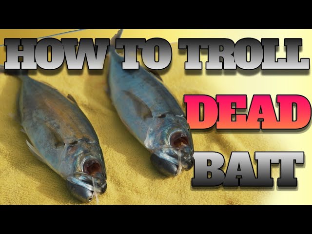 Fish and tips S1 Ep2(English) - Trolling 