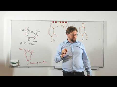 Videó: A nukleotidok nukleinsavak?