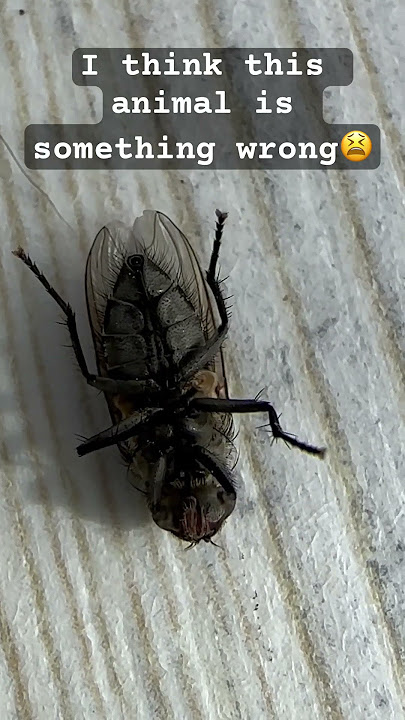 Fly,fluga #cute #fluga #cute #animals #love #foryou #animals