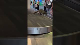 Caught on video: Philly airport travelers in shock after raccoon pops up at baggage claim