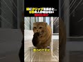 猫にクリップを挟むと　#shorts #雑学