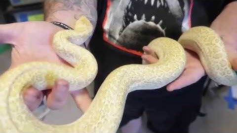 Ballpython Clutch #10, Big Snake Update, Huge Announcement!!!