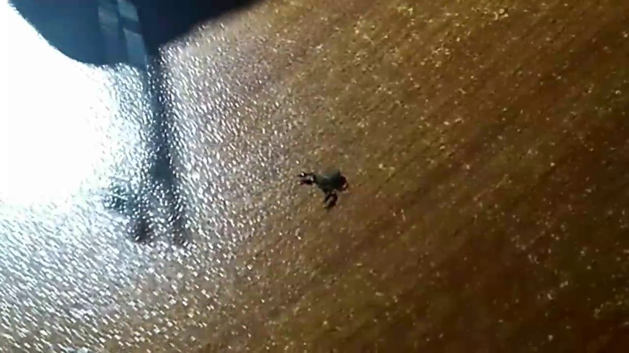 El Alacrán más pequeño del mundo. - YouTube