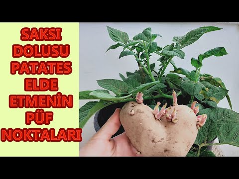 Видео: Отглеждане на картофи в купчина листа - Можете ли да отглеждате картофени растения в листа