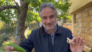 Wild Mushroom Hunting in Niha el Batroun, Lebanon