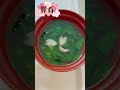 【病院食】入院中でもお正月！おせちよ〜！ #shorts