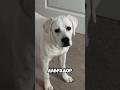 Твоя собака по знаку зодиака #факты #собака #собаки #животные