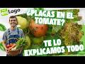 Tomates: cómo evitar el mildiu y la Tuta este año 🍅