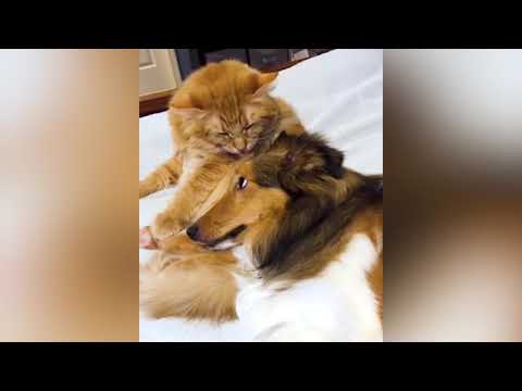 Cutest Animals On YouTube Doing Silly Things | Cute Funny Paws