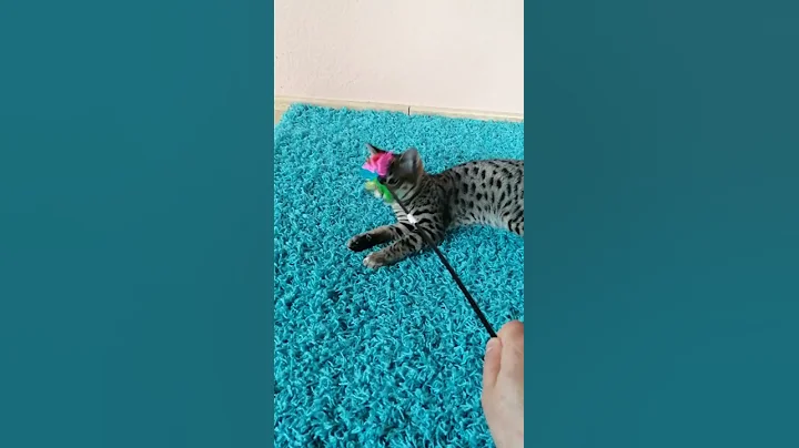 Video 1018431: savannah cats kittens, gorgeous savannah cat, sweet savannah cat, savannah kittens playing, cute savannah kitten