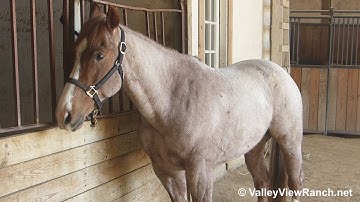 Metallic Radiance***For info, price, etc., go to our website***ValleyViewRanch.net