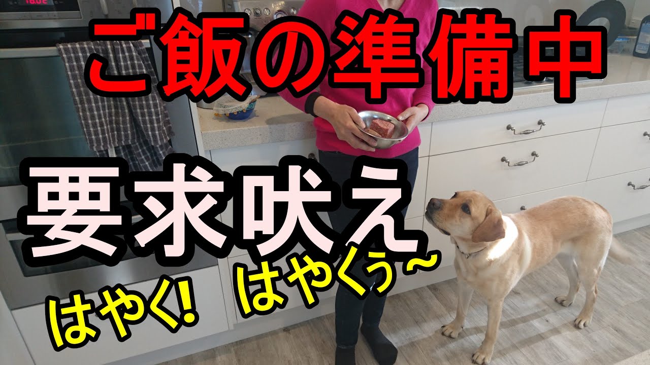 犬【ご飯の要求吠え】子犬 ご飯の準備中吠えるのをやめさせる催促をやめさせる練習を紹介 デモ有 YouTube