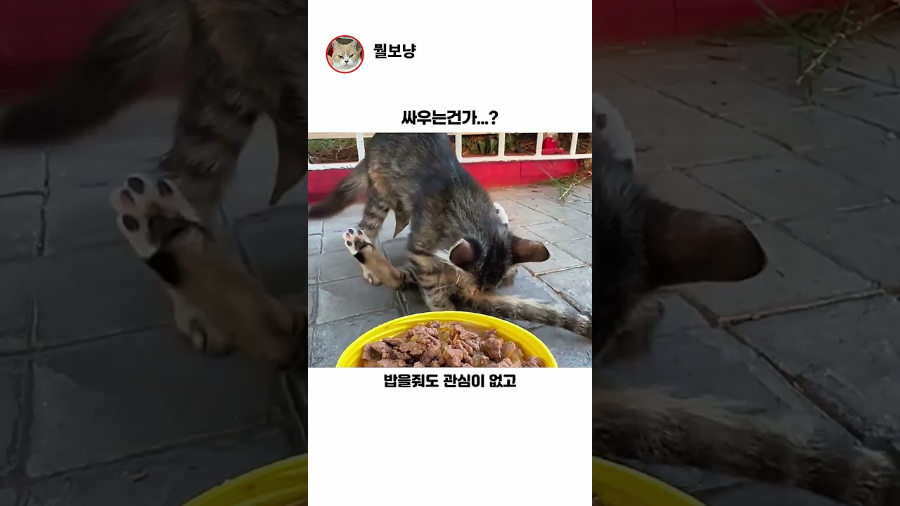 싸우는건가..?