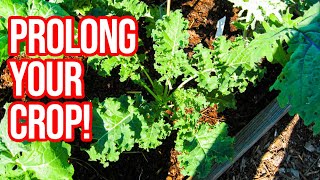 Use This Kale Trick to Extend Your Plants by Gardenerd 650 views 6 months ago 4 minutes, 7 seconds