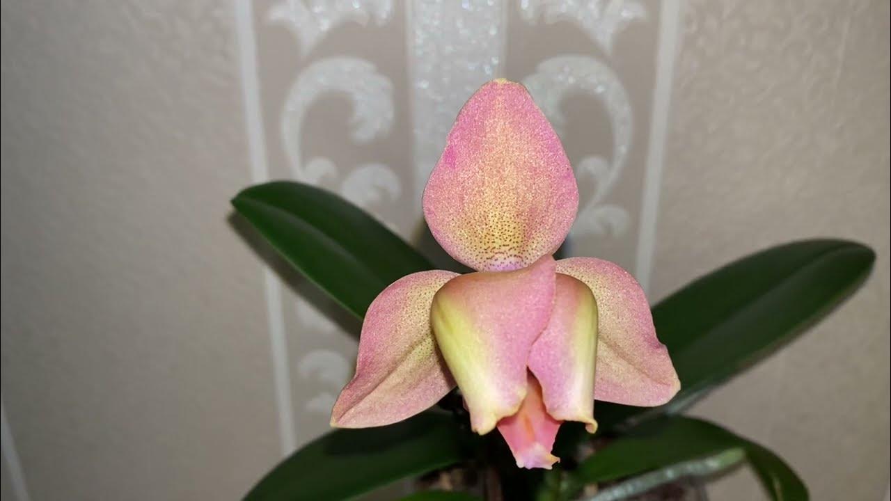 Катюша @marmuletka13 Instagram Profile Picdeer Orchids Orchids, Garden, Plants