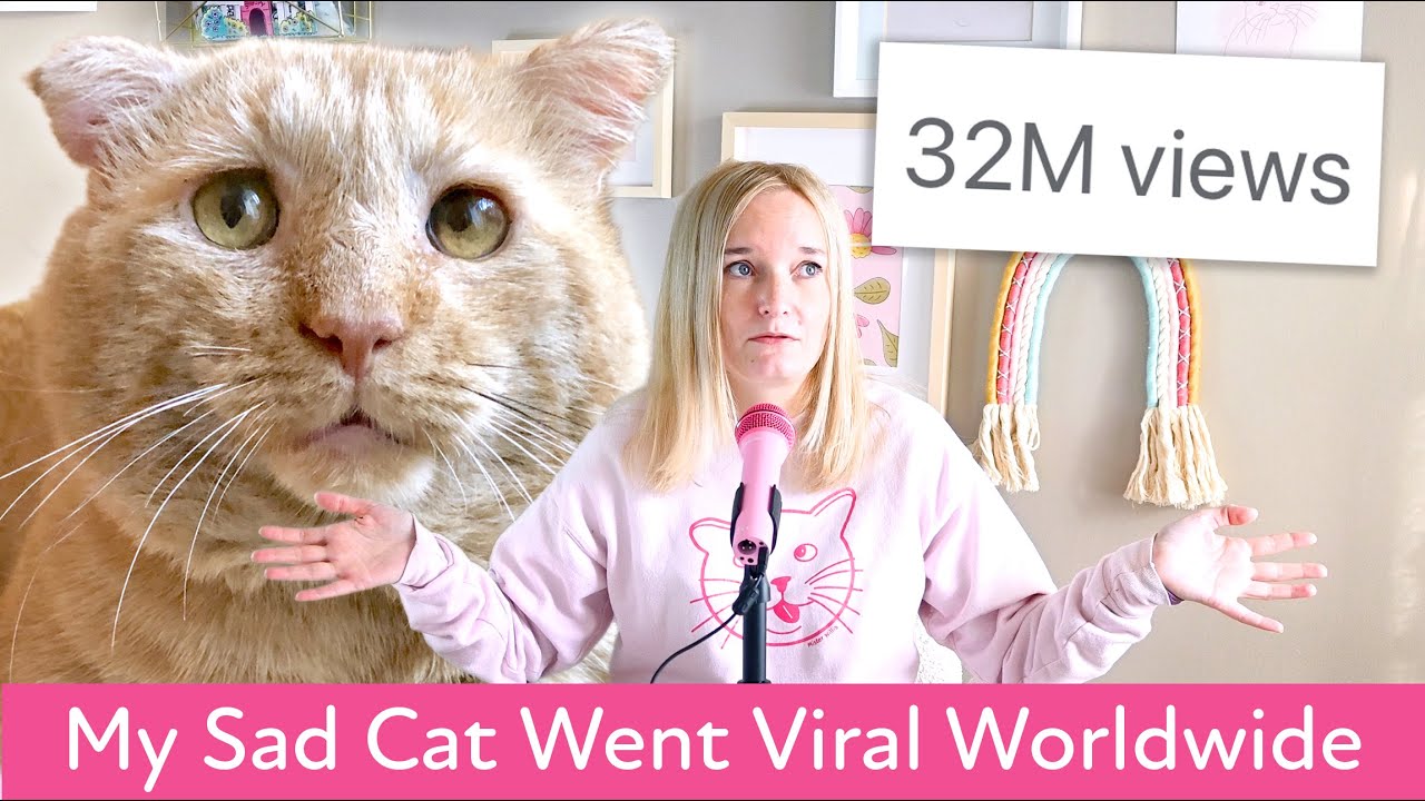 Why My Cat Went Viral (32 Million Views, The Dodo & Good Morning America)