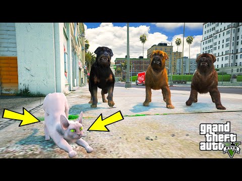 ÇİRKİN YAVRU KEDİ THOMAS SOKAK KÖPEKLERİYLE DÖVÜŞÜYOR! - GTA 5 BİR KEDİNİN HAYATI