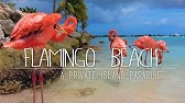 Flamingo Beach Aruba Youtube