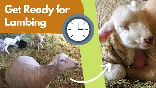 First Time Lambing Sheep? Here's What To Do Before and After Lambs Are Born
