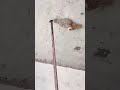 OMG 🤣😂 Help the mother bird return to the nest 🤣 #funny #cat