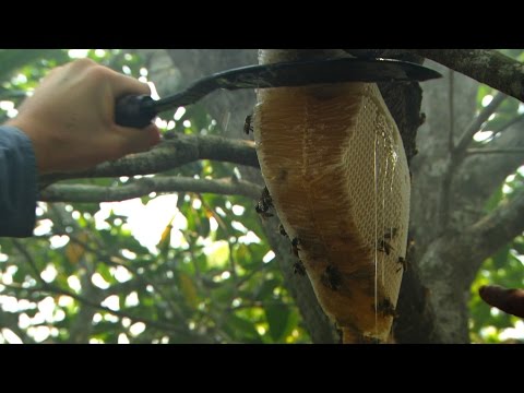 Dan Snow collects honey - Seven Wonders of the Commonwealth: Preview - BBC One